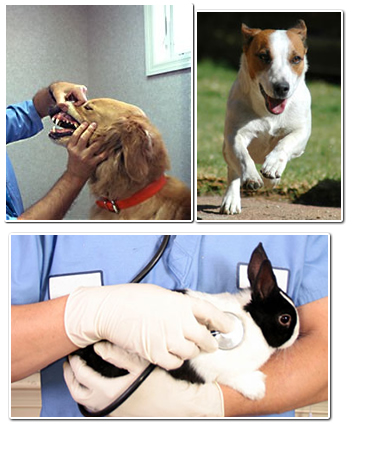 Orlando, FL - Veterinarians - Rosemont Animal Clinic